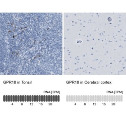 GPR18 Antibody, Novus Biologicals 25 &mu;L; Unlabeled:Antibodies, Polyclonal